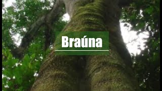 Braúna (Melanoxylon brauna)