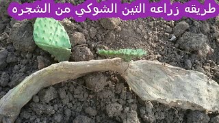 طريقه زراعه التين الشوكي من  الشجره نفسها