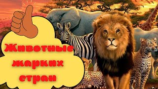 ЖИВОТНЫЕ ЖАРКИХ СТРАН 🦁🐯 Развивающее видео для детей - Дикие животные для детей