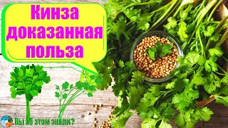 Кинза - доказанная польза