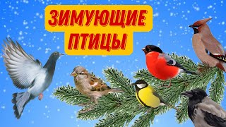 ❄Зимующие птицы | Зимующие птицы для детей | Развивающее видео для детей