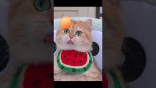 বিড়াল.The cat.😺 #cat  #catvideos  #shortsviral  #cute