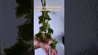 Propagating ivy with water #propagation #ivy