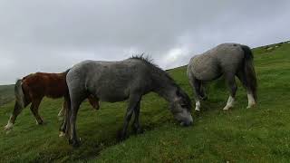 VR180 3D HORESES / PONIES AND FOAL OF LONG MYND