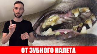 Лучшая ПРОФИЛАКТИКА зубного налета для собак и кошек!