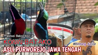 KOLIBRI NINJA GACOR||BATAKO BINTANG JUNIOR PURWOREJO