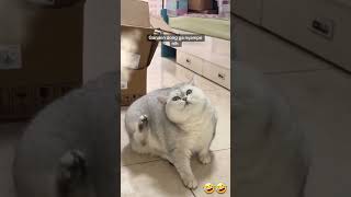 Garukin Donk, Ga Sampai Nih #kucinglucu #funny #cat #catfunny #cats