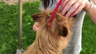 Australian Terrier Quick Grooming Tips