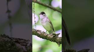 The Eurasian blackcap#shorts #birds #birdsounds #bird #birdslover #nature #animals #reels #vi #hd4k