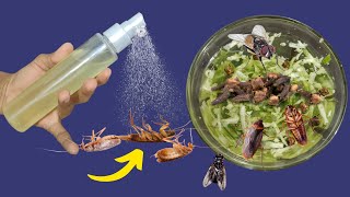 Acaba por Manadas a las Cucarachas, 🦟 hormigas y Moscas con esta Mezcla