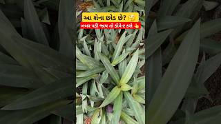 What are these plants? | આ શેના છોડ છે? 🤔 | Village Life #shorts #ytshorts #youtubeshorts