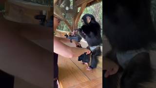 #animals #monkey #zoo #funny #gorilla #cute #youtubeshorts #pets #nature