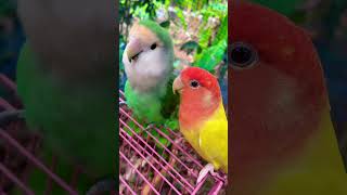 Cockatiels and African lovebirds #b4birds #birds #cockatiel #cute #birdlovers #africanlovebird