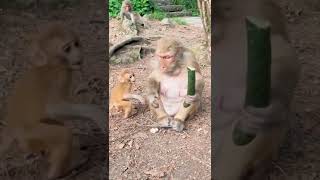 COMPILADO MACAQUINHOS FOFOS, ENGRAÇADOS E DIVERTIDOS!  tiktok #shorts