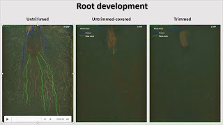 Strawberry Leaf Physiology during Establishment (Rhizotron Study) | 2020 ASHS Presentation