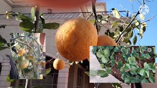 FRUITS AND VEGETBLES |DINA Channel