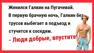 Женился Галкин на Пугачевой. В первую брачную ночь... Новые Анекдоты! Юмор! Смешные анекдоты!