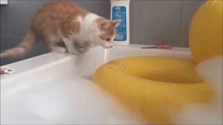 CATS HATE WATER (Funny Compilation)