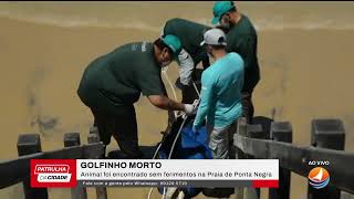 Golfinho é encontrado morto na praia de Ponta Negra em Natal