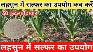 लहसुन में सल्फर का उपयोग कब करें || lahsun me konsa khad dale || agriculture