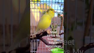 Canary Singing - My youngest Belgian  Waterslager