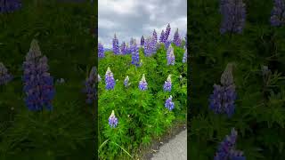 Don’t spend money on these, they grew wild in Alaska #lupine #wildplants #flowers #nature