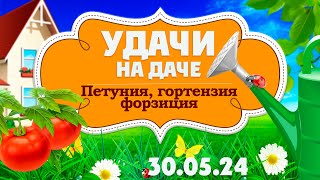 Удачи на даче. Петуния, гортензия, форзиция.