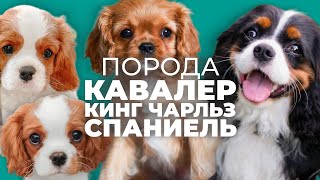 Все о породе КАВАЛЕР КИНГ ЧАРЛЬЗ СПАНИЕЛЬ 🐾 Плюсы и минусы, дрессировка, воспитание, отзывы история📚