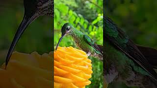 Hummingbirds Drinking Water from one Flower #shorts  #hummingbird