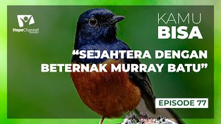 Cara BETERNAK MURRAY BATU | KAMU BISA Episode 77