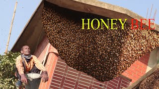 Bees, Beekeeping, And Honey Harvesting In Taiwan - Ep-205