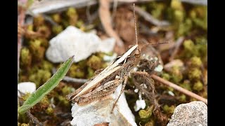 Rock-dwelling Grasshopper Omocestus petraeus, male