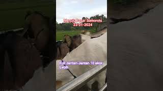 HARI INI FULL JUMBO MENUJU PASAR KAMBING SUMOROTO #KAMBING #pasarkambing #kambingjantan