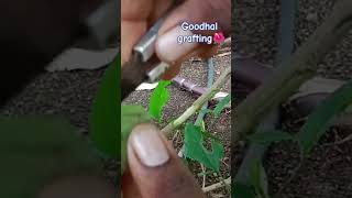 New technical for goodhal grafting #grafting #growin #shorts #gardeningplants #views #trendingshorts