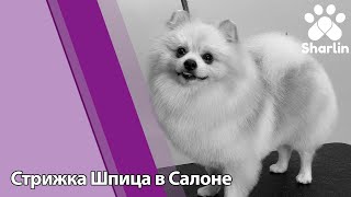 Салонный груминг шпица. Как стричь шпица в салоне?