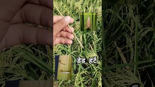 Dead heart | डेड हर्ट | rice stem borer | dead heart symptoms #sachinvishwakarma