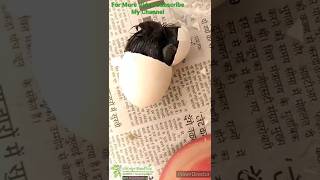 Kadaknath Chicks Egg Hatching Process - VRG ! mufasa eagle