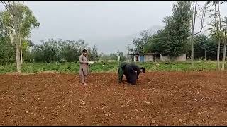 cultivation of G1 Garlic