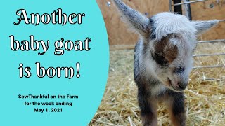 Another NEW Baby Goat | SewThankful on the Farm for the week ending May 1, 2021