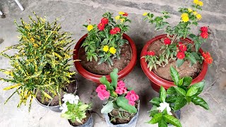 Few more addition to my Garden 🥰 Lantana🏵️ Euphorbia Milli🌺 Double Chandni/ Tagar🌼