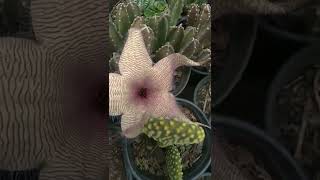 cactus bloom