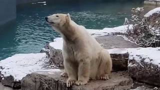 NEW !!! The BEST video Toronto ZOO Canada