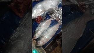 Hilish chitol & papda fish 🐠#amazing #fishcutting #youtubeshorts #