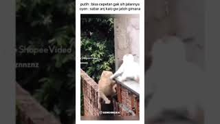 Ada aja kelakuan lucu kucing