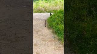 Cats Territorial Dispute