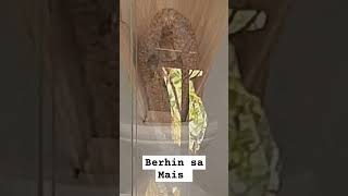 Berhin sa Mais | Digkilaan Iligan City #views_viral_video_subscribers_grow