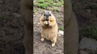 Chubby Himalayan Marmots Enjoying Cookies: Too Cute to Handle!#marmot #marmota #cuteanimals #cute