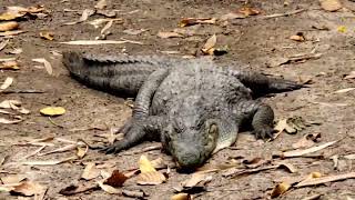 2021 Gambia, Kachikally Crocodile Pool in Bakau