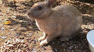 A wild rabbit that came to us fearfully