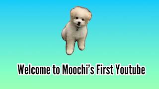 Moochi The Pomapoo - first video and show you my talent